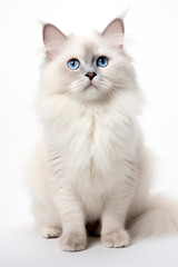 Beautiful cat of white color and blue eyes on a white background