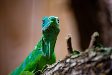 Lézard vert
