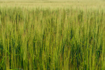 A picturesque landscape on a beautiful wheat field with young green wheat in the rays of sunlight. Close-up of wheat seedlings growing in caring and ecological conditions. Agribusiness and industry