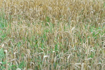 Wheat field, close-up. Spikelets of wheat in the light of the setting sun. Ecological farming. Natural background. Harvesting of grain, cereals and cereal crops. grain deal