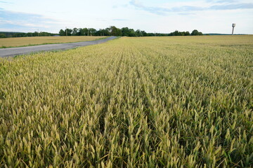 Wheat field, close-up. Spikelets of wheat in the light of the setting sun. Ecological farming. Natural background. Harvesting of grain, cereals and cereal crops. grain deal