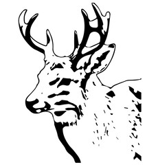 Outline of the head of a deer close-up. Silhouette of a horned animal