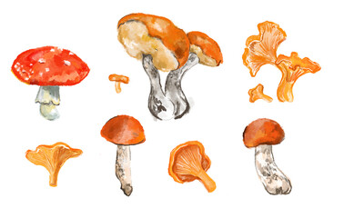 Hand drawn set colored aspen mushroom, chanterelles, fly agaric