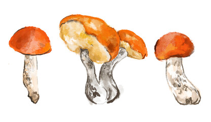 Hand drawn set colored aspen mushroom