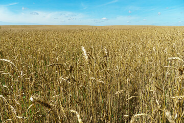 Wheat field, close-up. Spikelets of wheat in the light of the setting sun. Ecological farming. Natural background. Harvesting of grain, cereals and cereal crops. grain deal