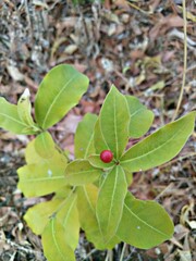 fiower  inther gadne