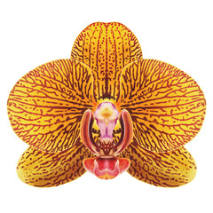 Realistic yellow orchid Phalaenopsis isolated highly detailed front view