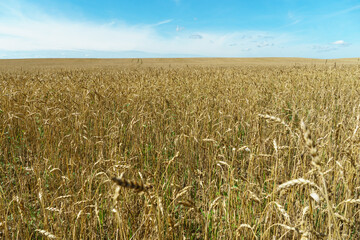 Wheat field, close-up. Spikelets of wheat in the light of the setting sun. Ecological farming. Natural background. Harvesting of grain, cereals and cereal crops. grain deal