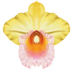 Realistic yellow orchid Cattleya isolated highly detailed front view