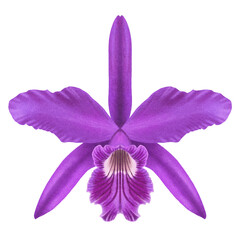 Realistic purple orchid Cattleya Laelia isolated detailed front view © Devi Basta