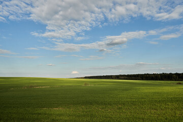 A picturesque landscape on a beautiful wheat field with young green wheat in the rays of sunlight. Close-up of wheat seedlings growing in caring and ecological conditions. Agribusiness and industry