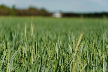 Wheat field, close-up. Spikelets of wheat in the light of the setting sun. Ecological farming. Natural background. Harvesting of grain, cereals and cereal crops. grain deal