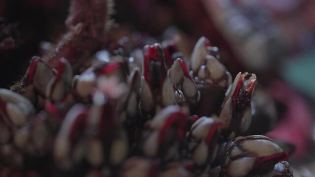 venta en pescader&iacute;a de percebes vivos 