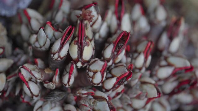pescader&iacute;a con percebe vivo realizando movimientos de respiraci&oacute;n