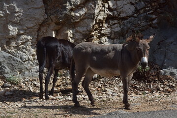Donkeys on the mountain road. Countryside animals and rural scenery.