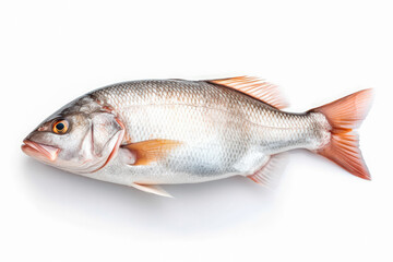Fototapeta premium fresh fish meat on white plain background. Isolated on solid background.