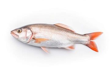 fresh fish meat on white plain background. Isolated on solid background.