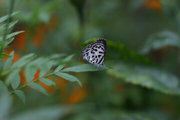 butterfly on a flower