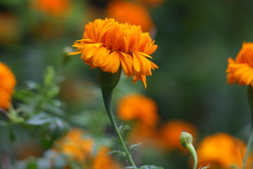 orange flower in the garden