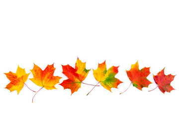Autumnal maple leaves on a white background with space for text. Top view, flat lay