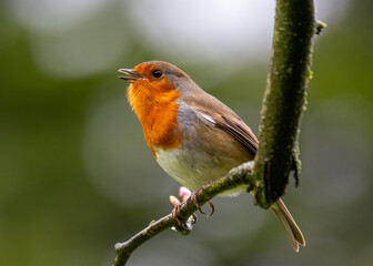 Robin Red Breast (Erithacus rubecula) in Dublin, Ireland