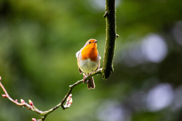 Robin Red Breast (Erithacus rubecula) in Dublin, Ireland