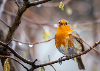 Robin Red Breast (Erithacus rubecula) in Dublin, Ireland