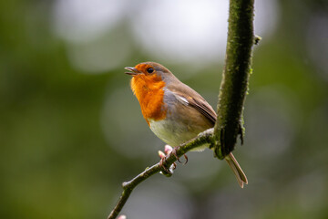 Robin Red Breast (Erithacus rubecula) in Dublin, Ireland