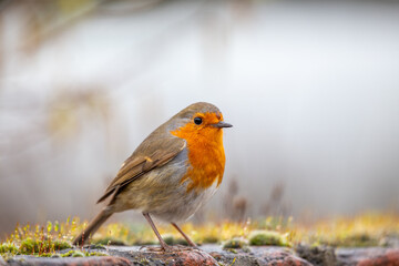Robin Red Breast (Erithacus rubecula) in Dublin, Ireland