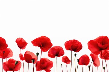A field of red poppies against a white background. Digital image.