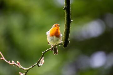 Robin Red Breast (Erithacus rubecula) in Dublin, Ireland