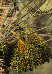 Grey francolin perched on Date palm at Hamala, Bahrain