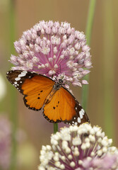 Plain tiger butterfly feeding on onion flower stalks taken at shallow depth of focus