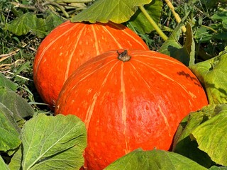 Pumpkins grow in the garden.