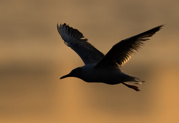 Backlit image of Black-headed gull flying at Tubli bay, Bahrain