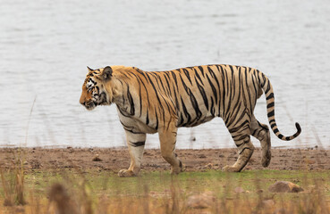 Fototapeta na wymiar A tiger at the bank of telia lake, Tadoba Andhari Tiger Reserve, India