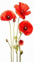 A group of red poppies sitting next to each other. Digital image.
