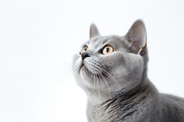 Gray Cat looking up on white background