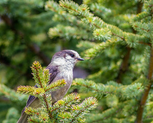 canada jay