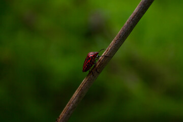 Graphosoma italicum