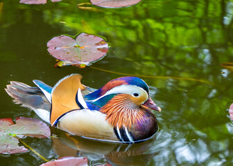mandarin duck