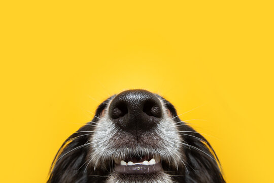 Funny close-up puppy dog nose and mouth. Isolated on yellow background