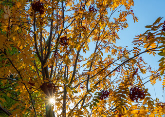 autumn trees in the park