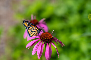 monarch butterfly on flower