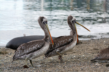 Pelicanos (Pelecanus thagus) en la orilla de la playa