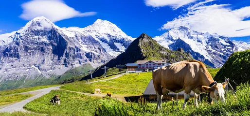 Foto op Plexiglas Switzerland nature scenery. Green swiss pastures fields  with cows surrounded by Alps mountains and snowy peaks © Freesurf