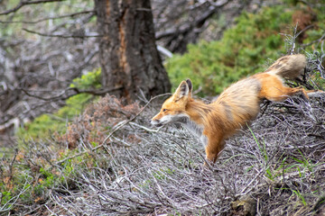 Naklejka na ściany i meble red fox in the woods