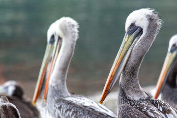 Retrato de Pelicano (Pelecanus thagus)
