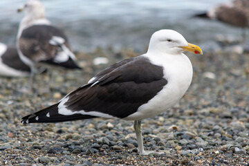 Gaviota dominicana (Larus dominicanus) en la costa