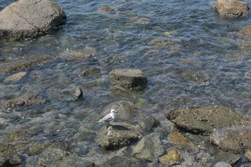 海辺の水鳥　Waterfowl by the sea